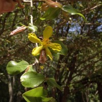Ochna lanceolata Spreng.